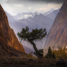 Canyon Tree