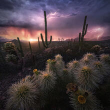 storm, chase, Arizona, Southwest, saguaro, cholla, cactus, sunset, lightning