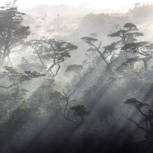 Dances with Light