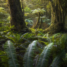 Fern Frames