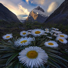 Native Beauty