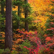 Oregon Autumn, Jefferson Wilderness, Oregon