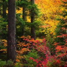 Oregon Autumn (2004)