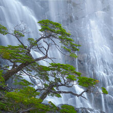 Rain Trees