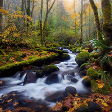 Rainforest Autumn (2007)