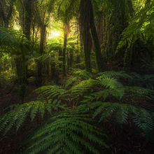 Rainforest Glow