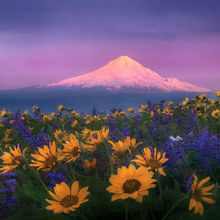 Shades of Morning - Mount Hood, Oregon