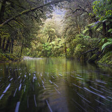 Tide Forest