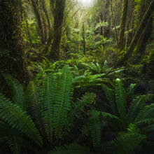 Ferns and More