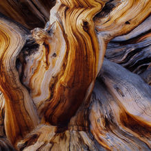 Twisted Colors (2010)