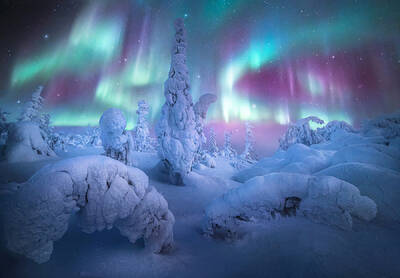 Forest of the Lights