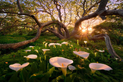 Heaven on Earth 
