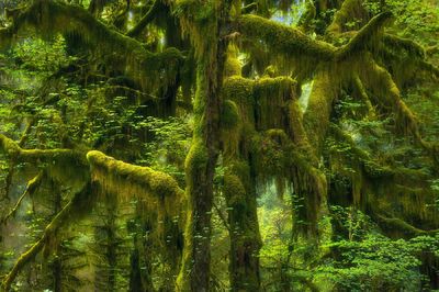 Rainforest Canopy (2015)