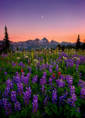 Twilight