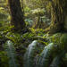 Fern Frames