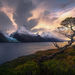 Fiord Tree