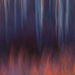 Forest Fire (2008)