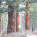 Ponderosa Mist (2018)