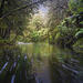 Tide Forest