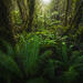Ferns and More