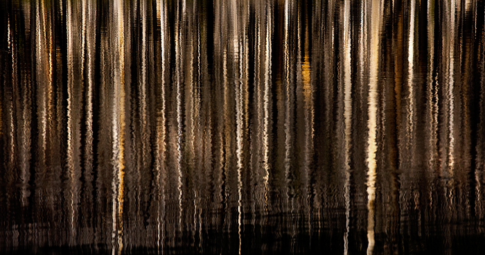 A burned forest and sunrise light reflected in the lightly rippled surface of a lake makes for an interesting abstract.