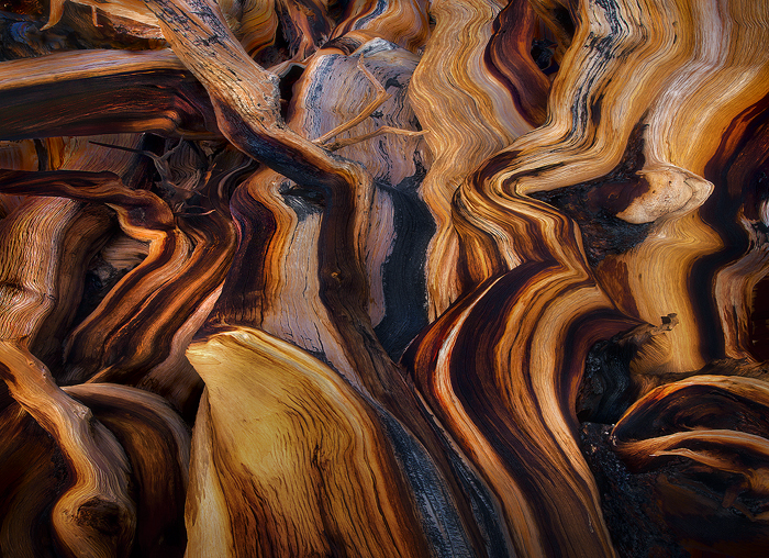 A massive abstract of the incredible textures and colors of Bristlecone pine photographed in reflected light. This tree was thousands...
