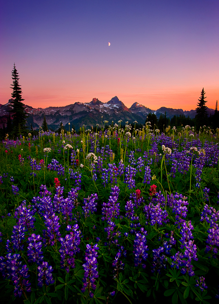 Lush fields of wildflowers stretch on toward the mountain peaks of the Tatoosh Range at twilight. Rainier National Park, Washington...