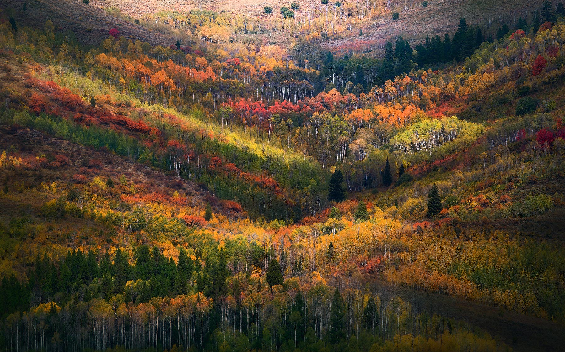 Layers of Aspens in Fall with beautiful light.&nbsp;