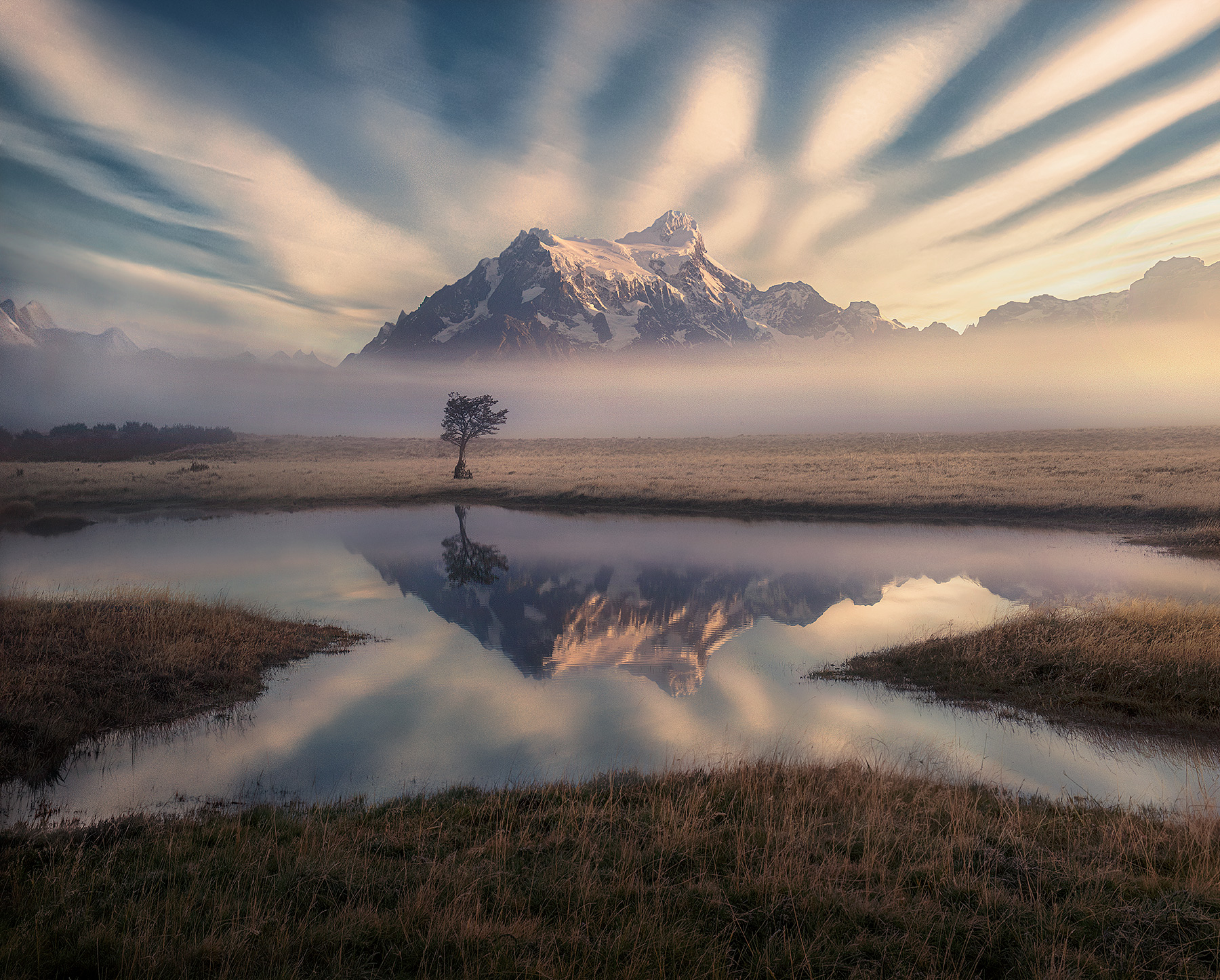 A long tree in a meadow on misty morning in Patagonia