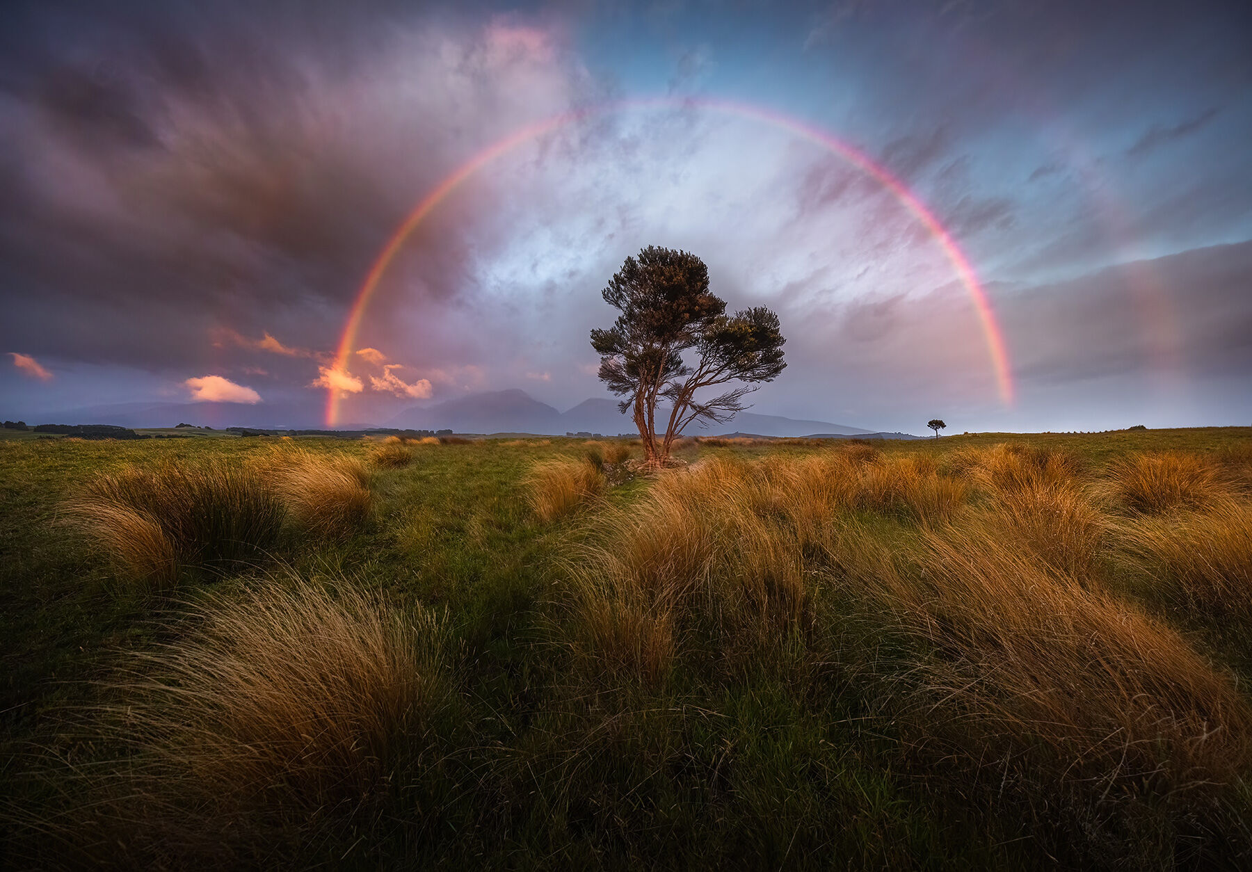 A fleeting moment at sunrise on a high ridge admist tussock grasses near Te Anau, one of the great rainbow viewing spots on Earth...