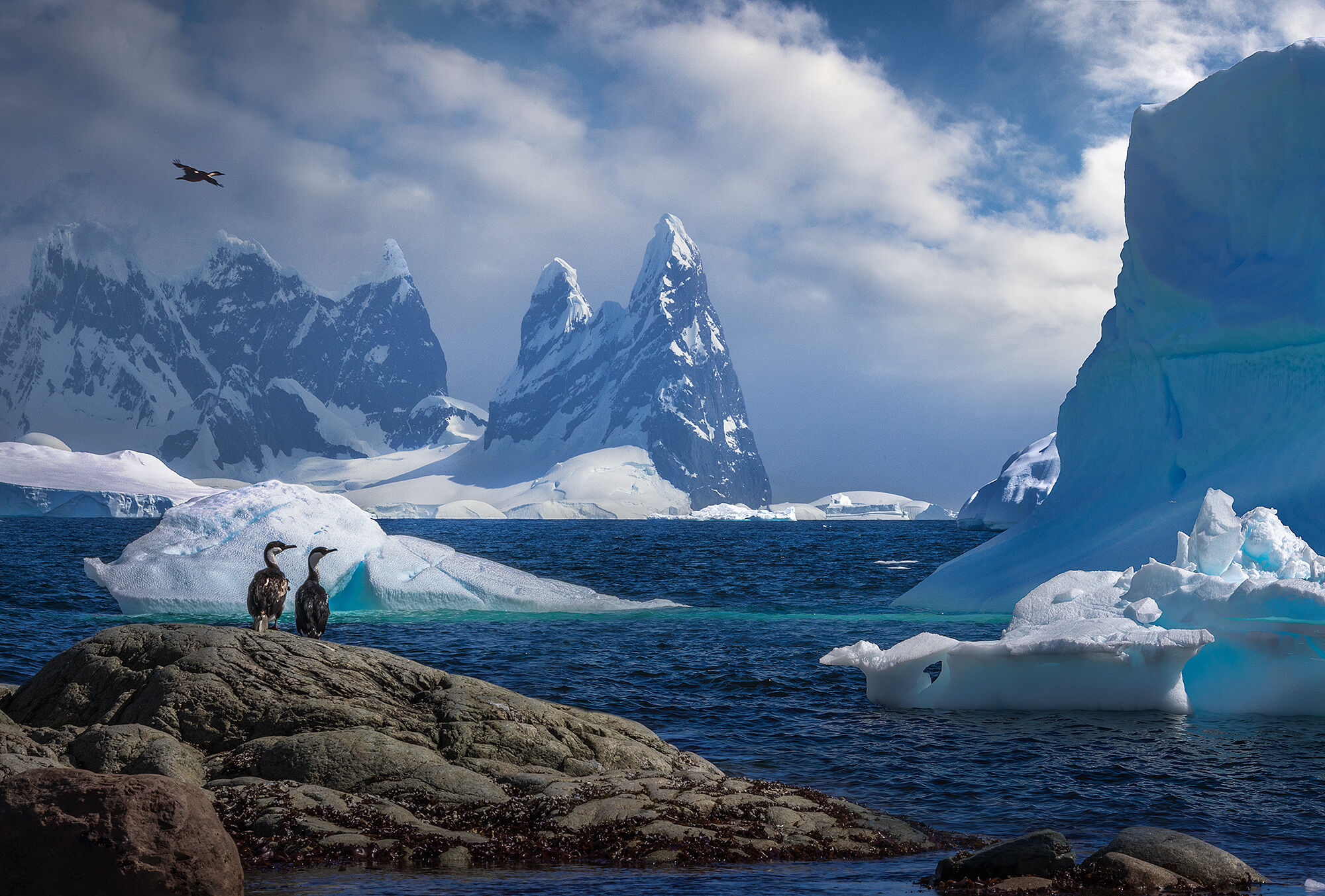 Cormorants look on towards icebergs and huge towers on the Antarctic coast.