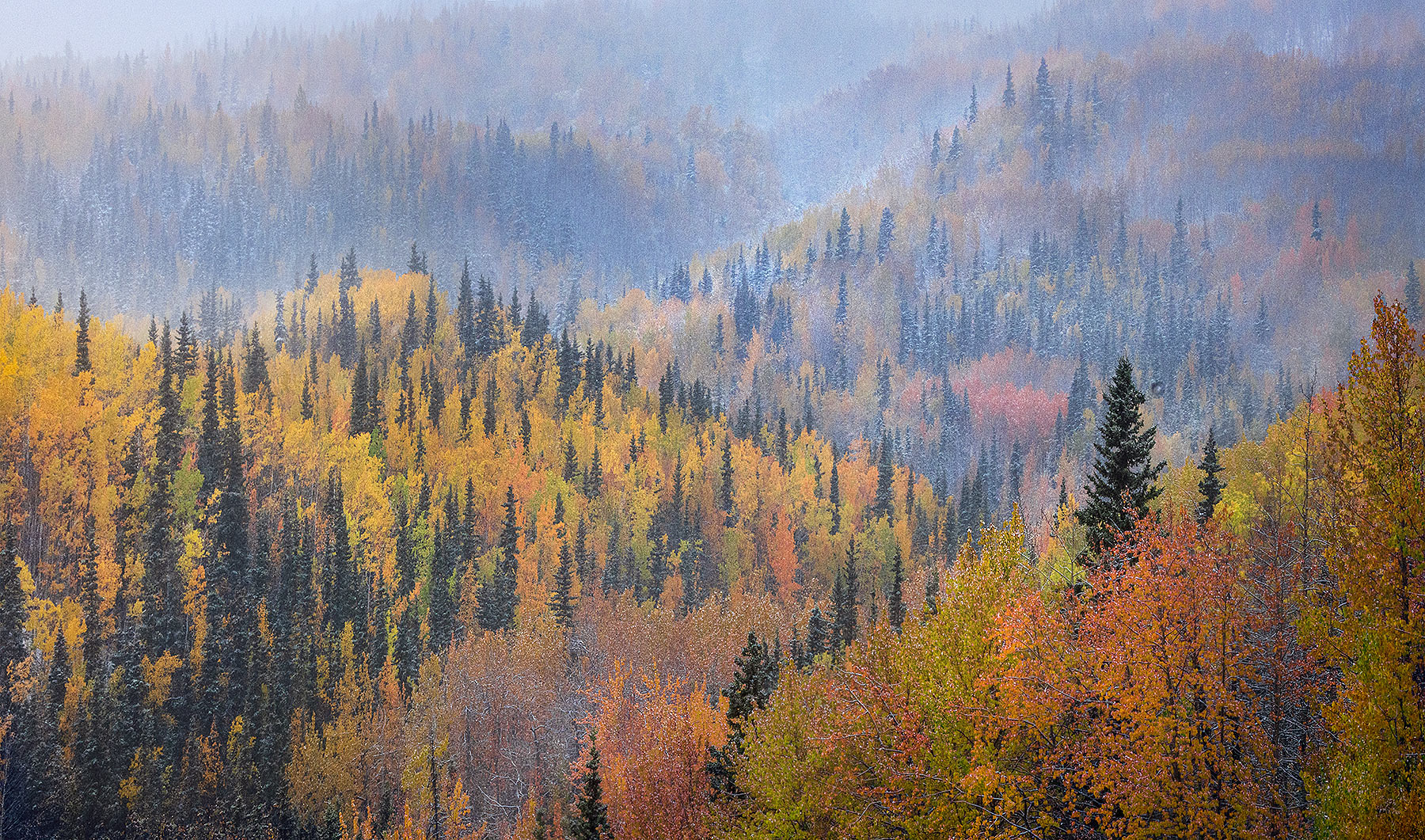 The first snow comes to the autumn forest in the Chugach Range, Alaska