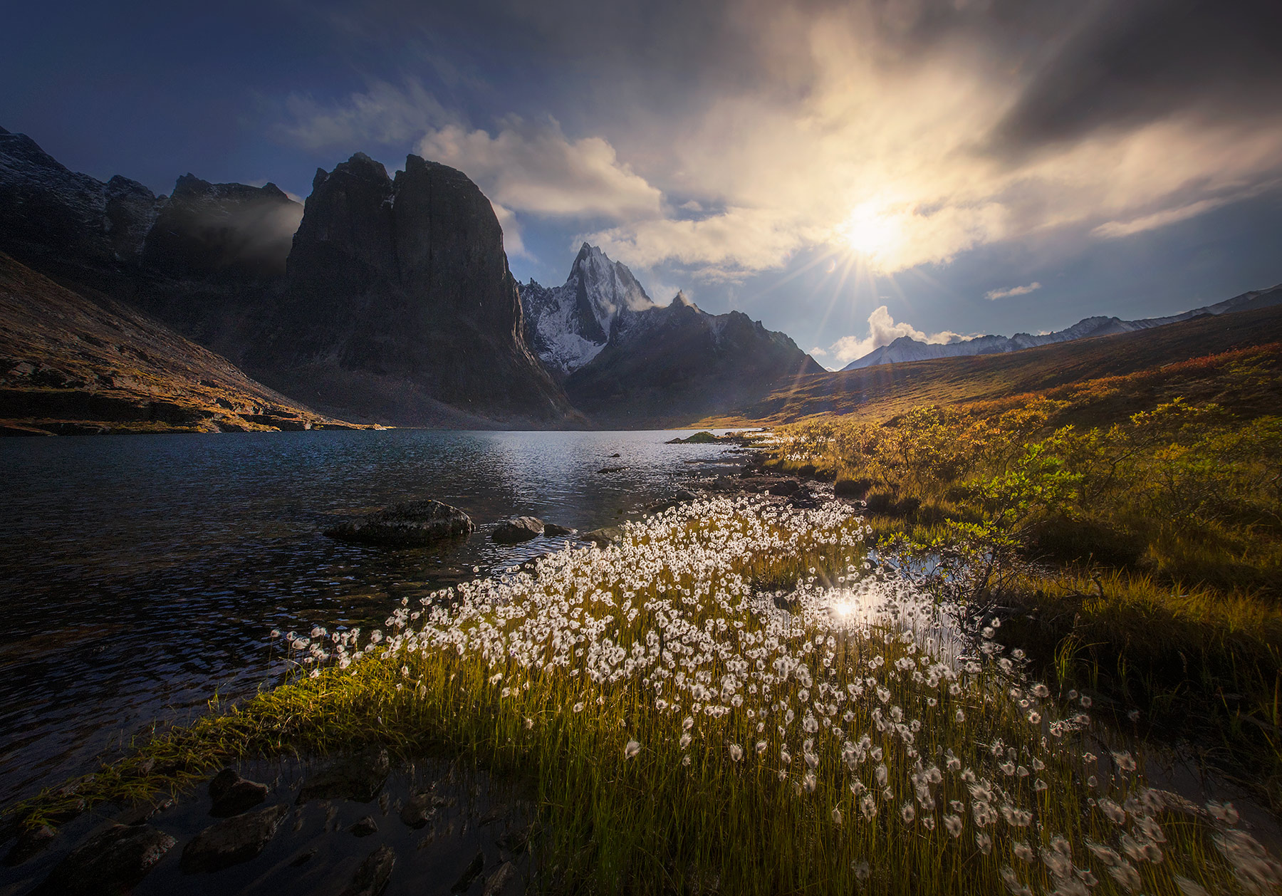Fall comes to the Arctic&nbsp;Yukon as Alaskan Cottongrass catches the backlight dancing across the golden fields.&nbsp;