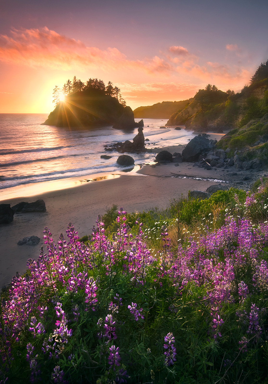 Lupine flowers glow in the last light of sunset overlooking the sea stacks and sandy beaches of the Northern California coast...