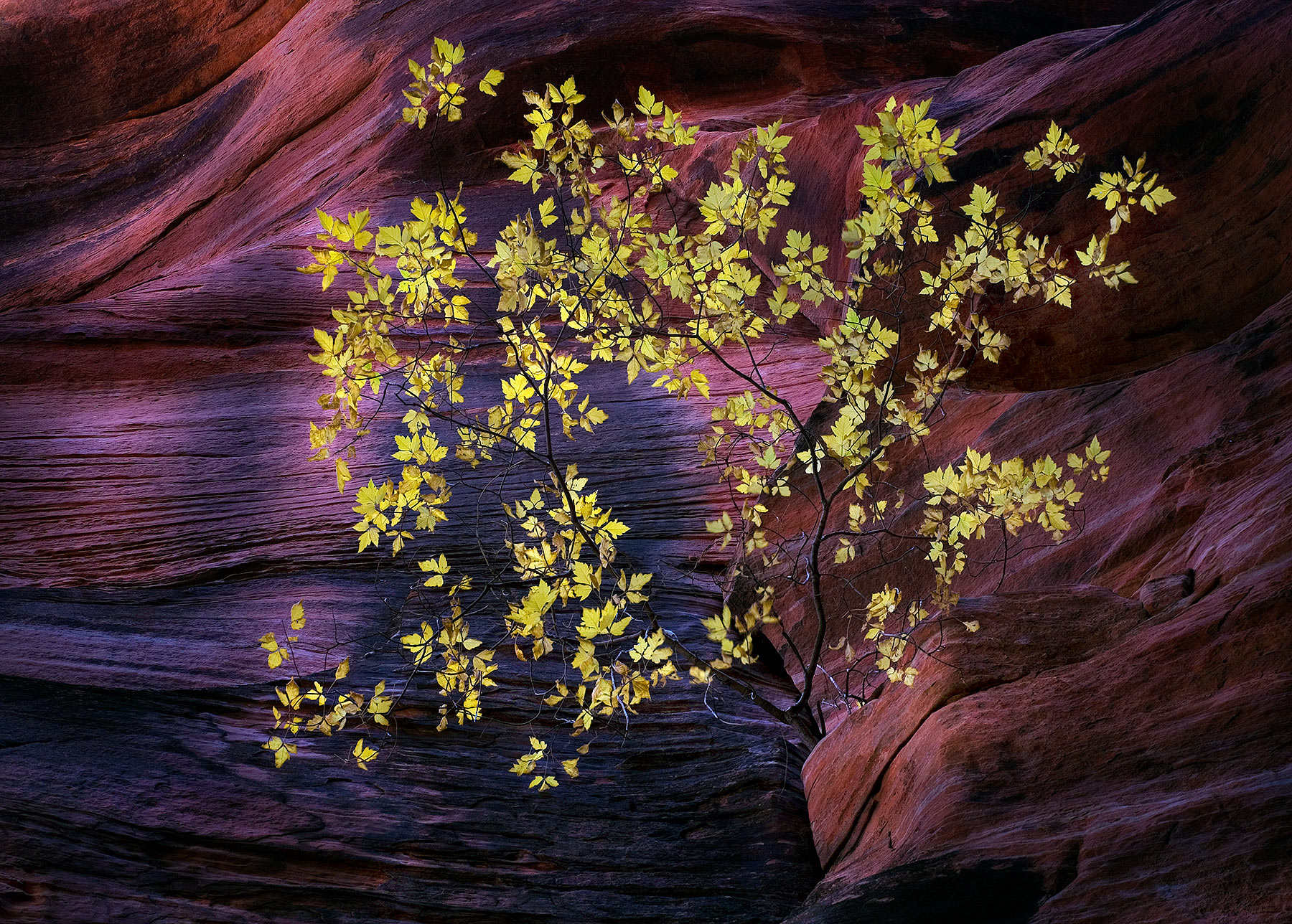 A colorful Maple clings to life high on the wall of a slot canyon in Southern Utah. The stone is faintly illuminated by reflected...