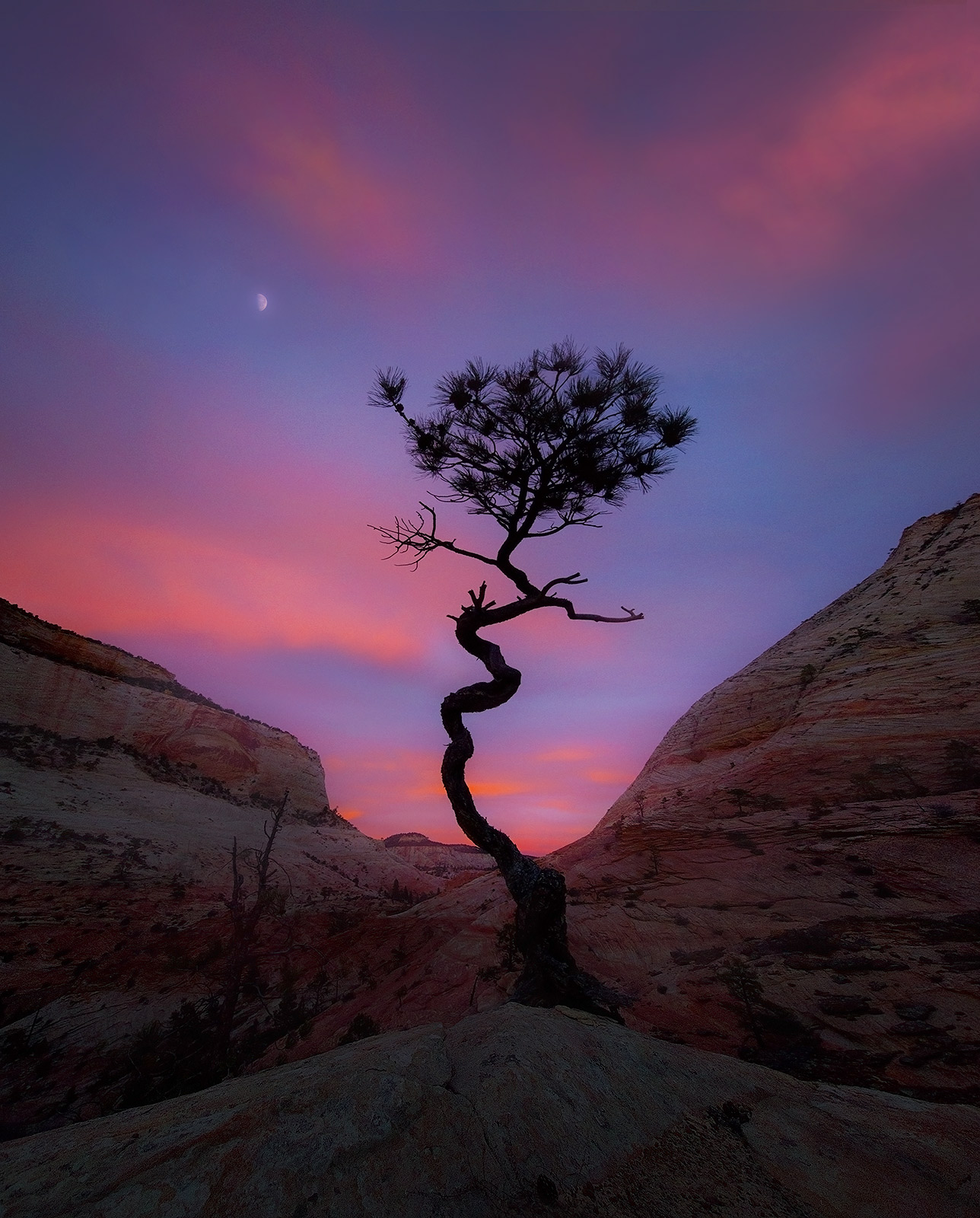 The beautiful form of a lone tree at twilight.&nbsp;