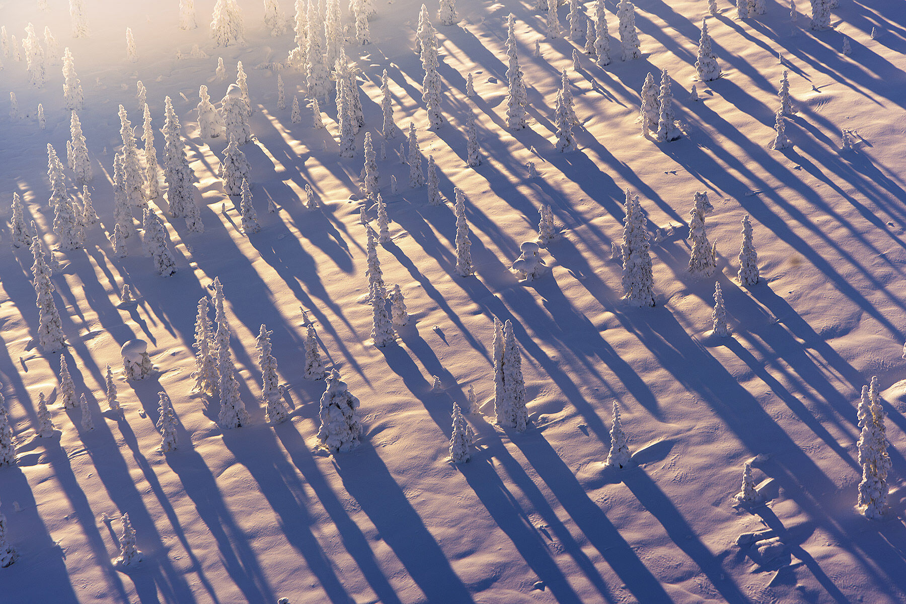 A forest of frozen trees in Alaska from the air