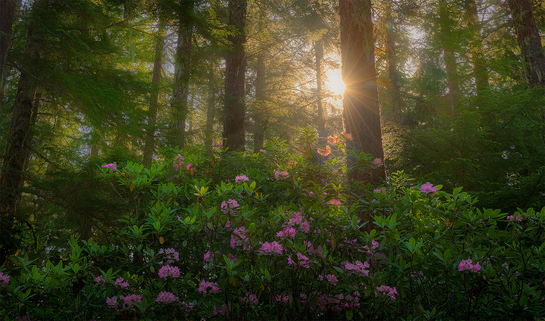 Rhododendron Forest, Willamette National Forest, Oregon