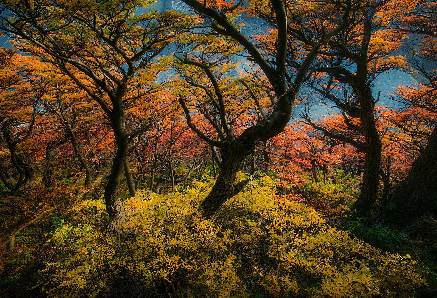 On the way back from a long hike I was attracted to this collection of wind-sculpted trees and how they were intertwined against...