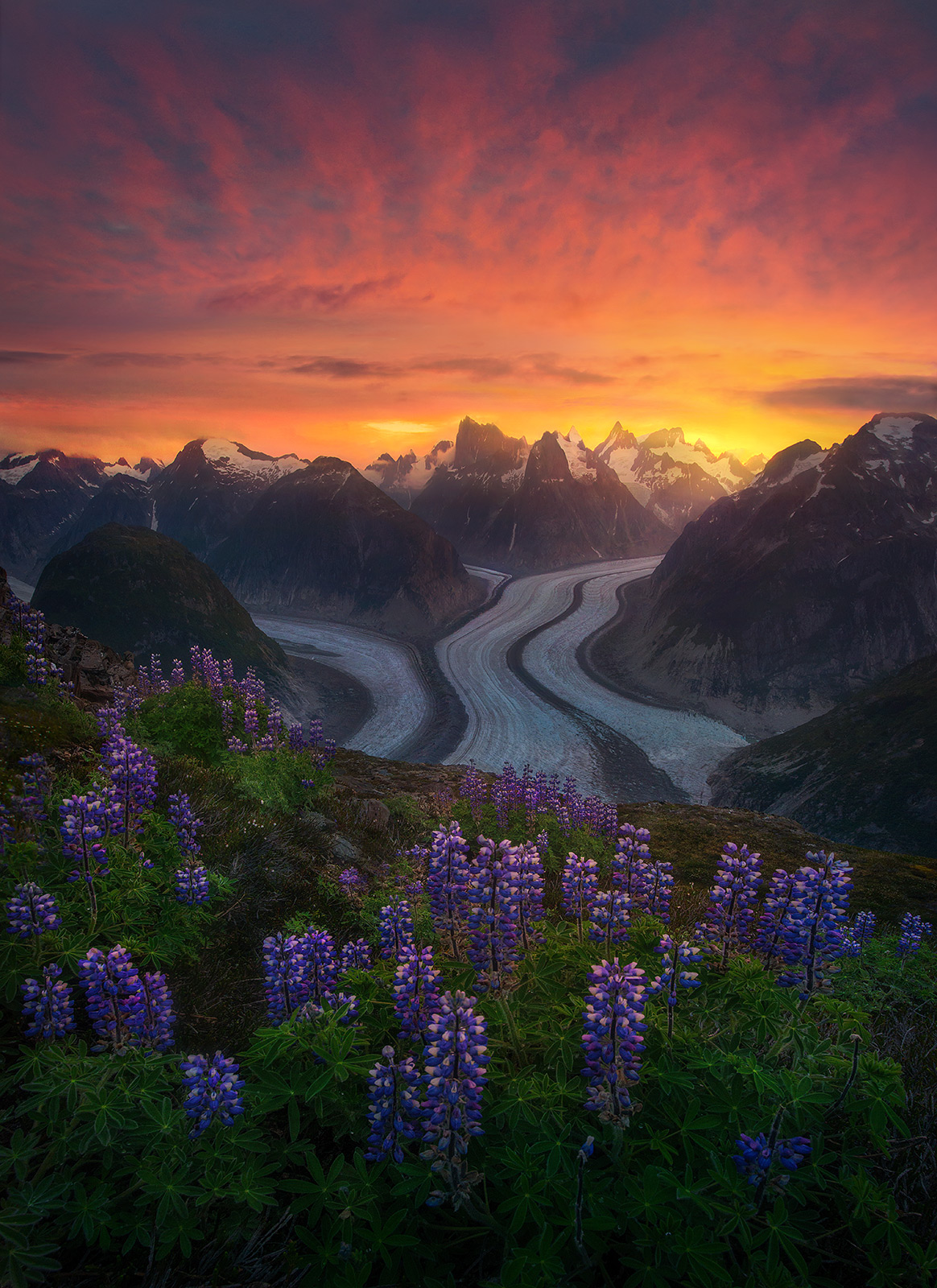 The incredible combination of blooms and glaciers above the most breaktaking campsite I have had in my life of wilderness journeys...