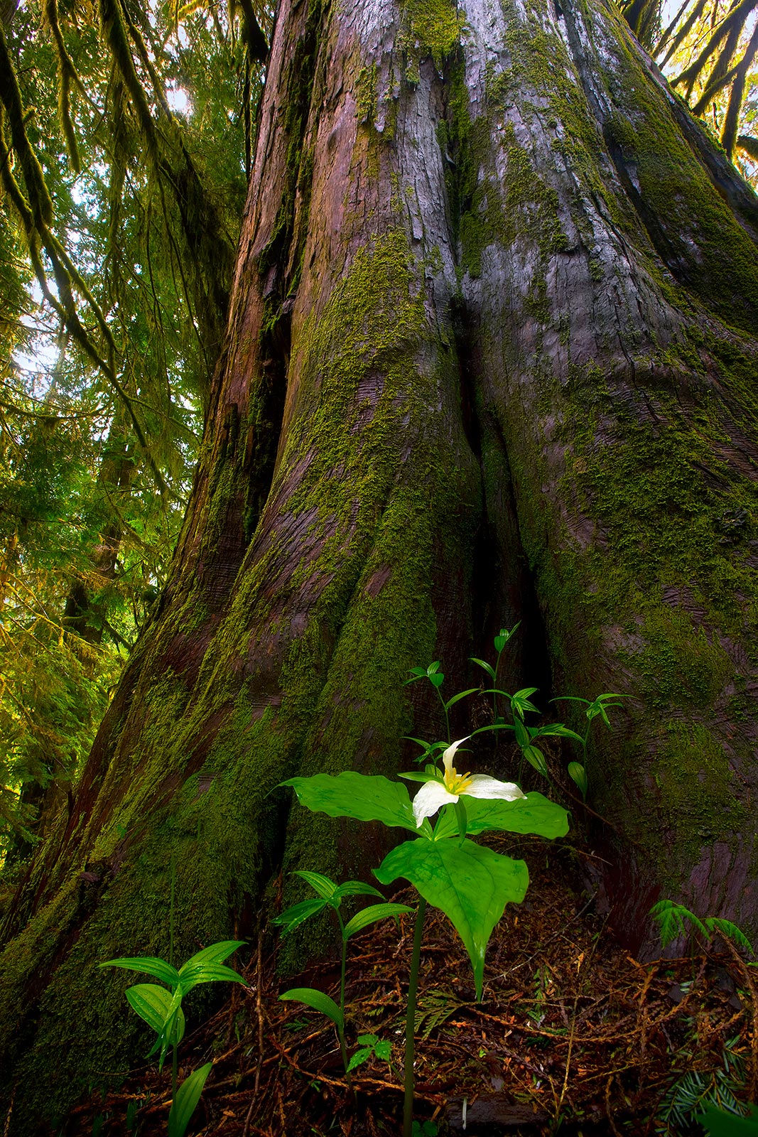 A tiny Trillium flower at the base of an enormous Red Cedar captured deep in Washington's Quinault Rainforest.