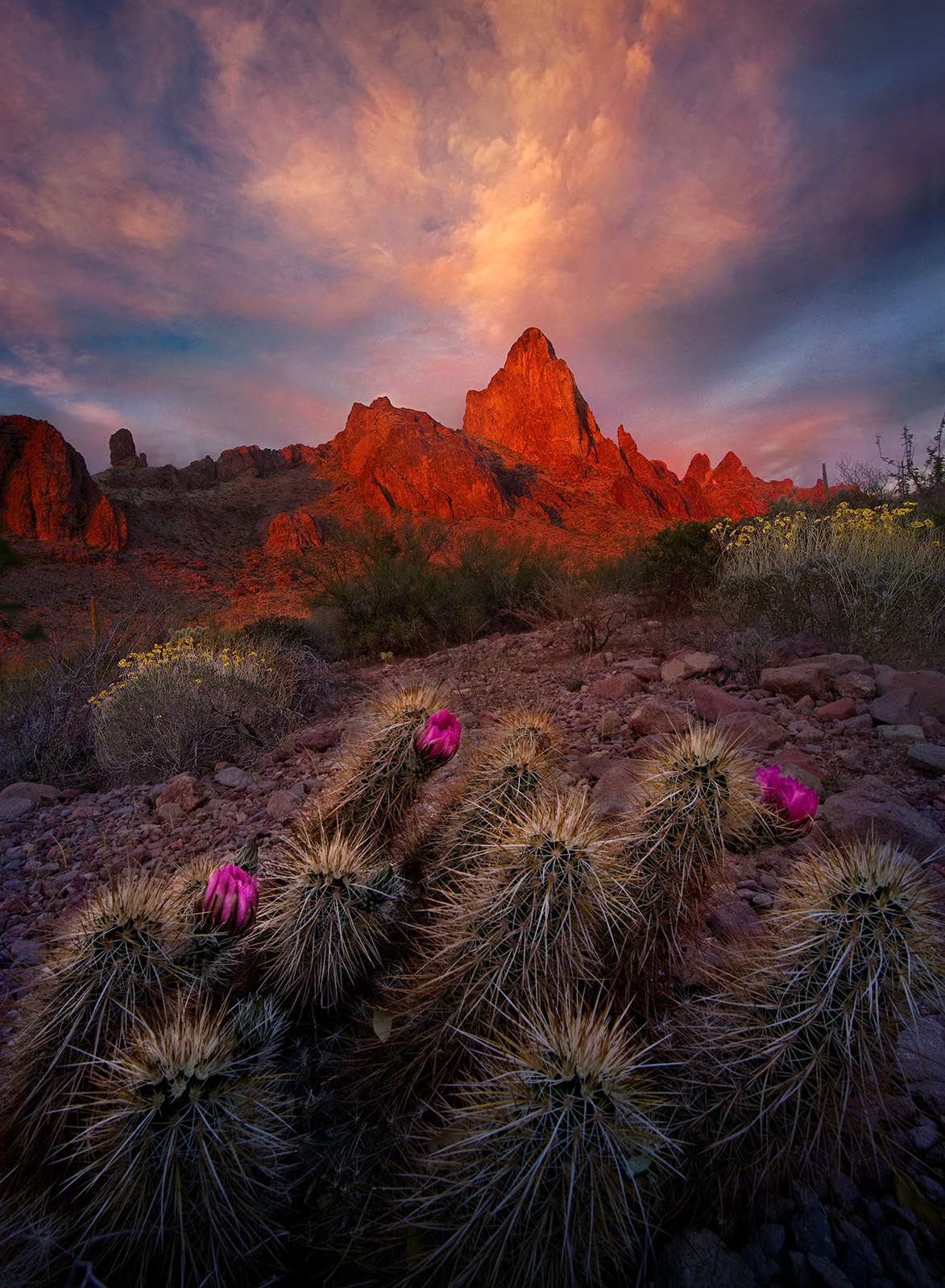 One of the best shows of light at sunset I have ever seen over blooming Cactus and Brittlebrush in Arizona's Kofa Mountains.