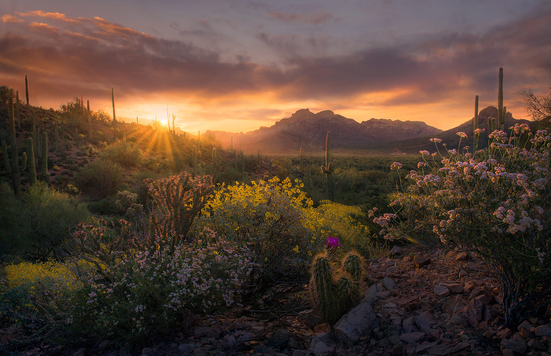 A striking array of desert flowers and foliage in spring greets the sunrise.&nbsp;