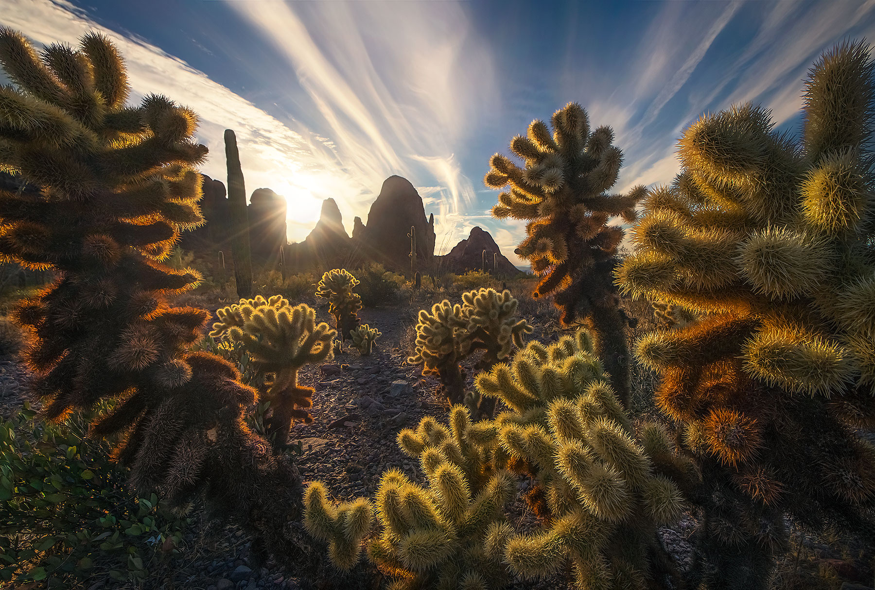 The fuzzy warm glow of sunset on the most painful cactus in the world, Arizona.