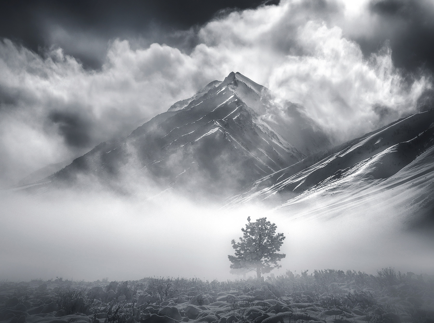 A lone raven on a tree in the fog catching a magic moment of light one winter day in the Eastern Sierra.  Single exposure.