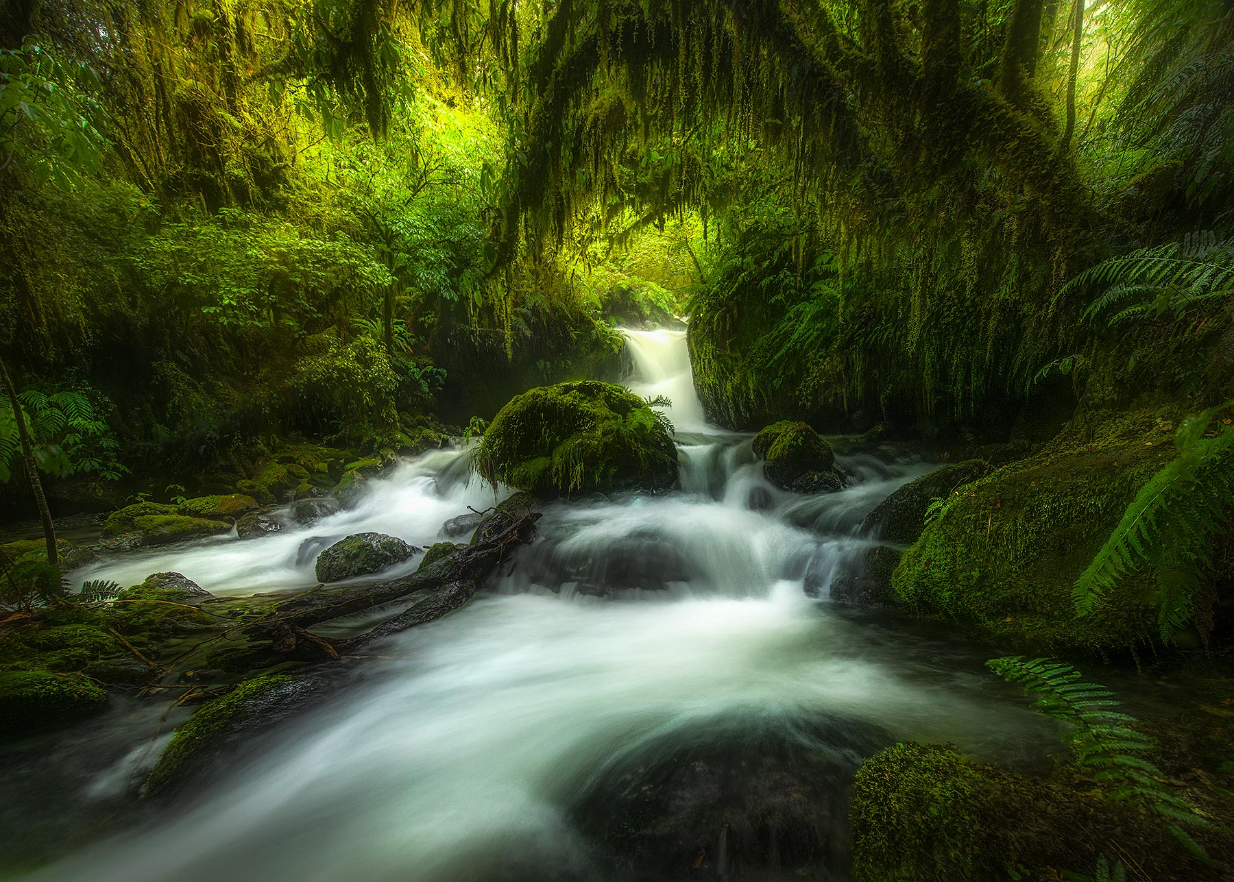 The fern forest of the Hollyford Valley, New Zealand, one day in the dripping wet!&nbsp;