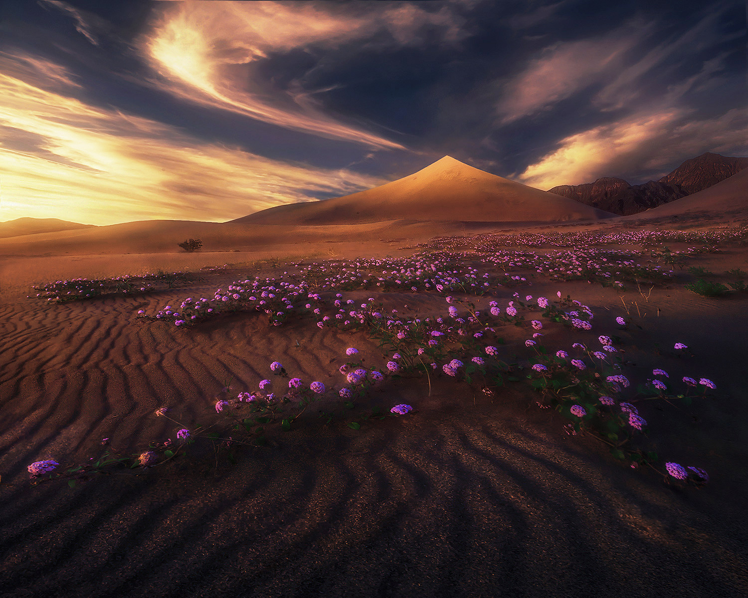 Fields of Sand Verbena flowers in full spring bloom on sand dunes in Death&nbsp;Valley, California
