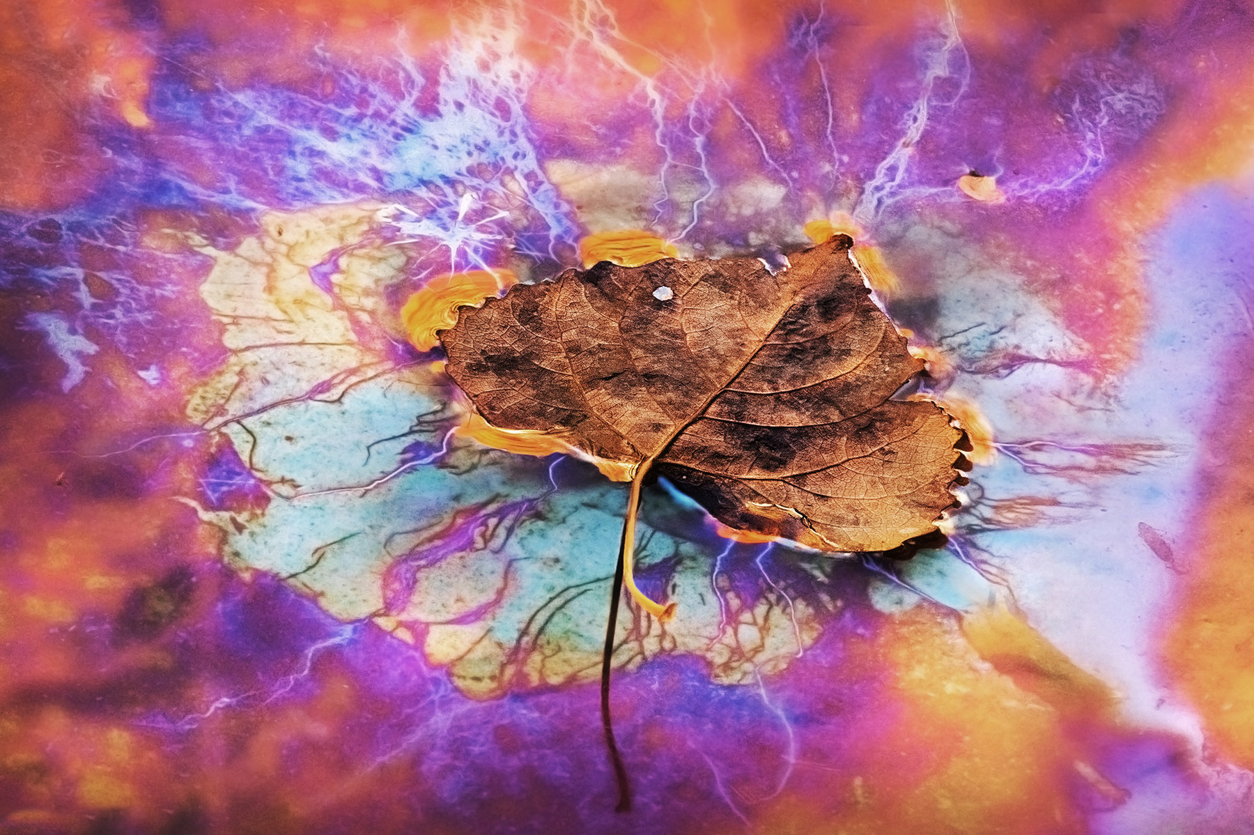 Natural plant oils at the bottom of a deep canyon catching the light, surrounding this fall leaf.
