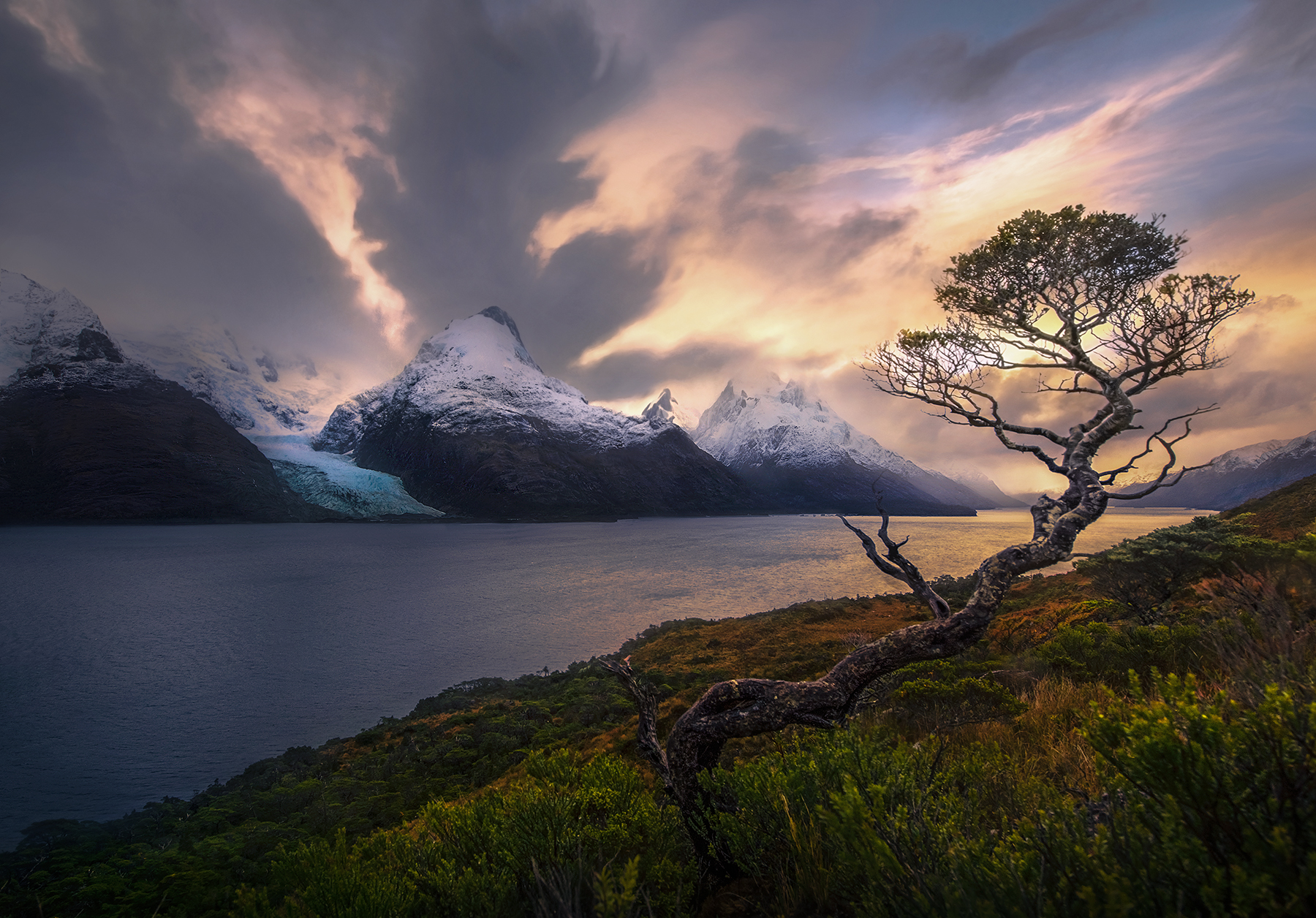 A lone Coigue tree with a view of the Chilean fiords