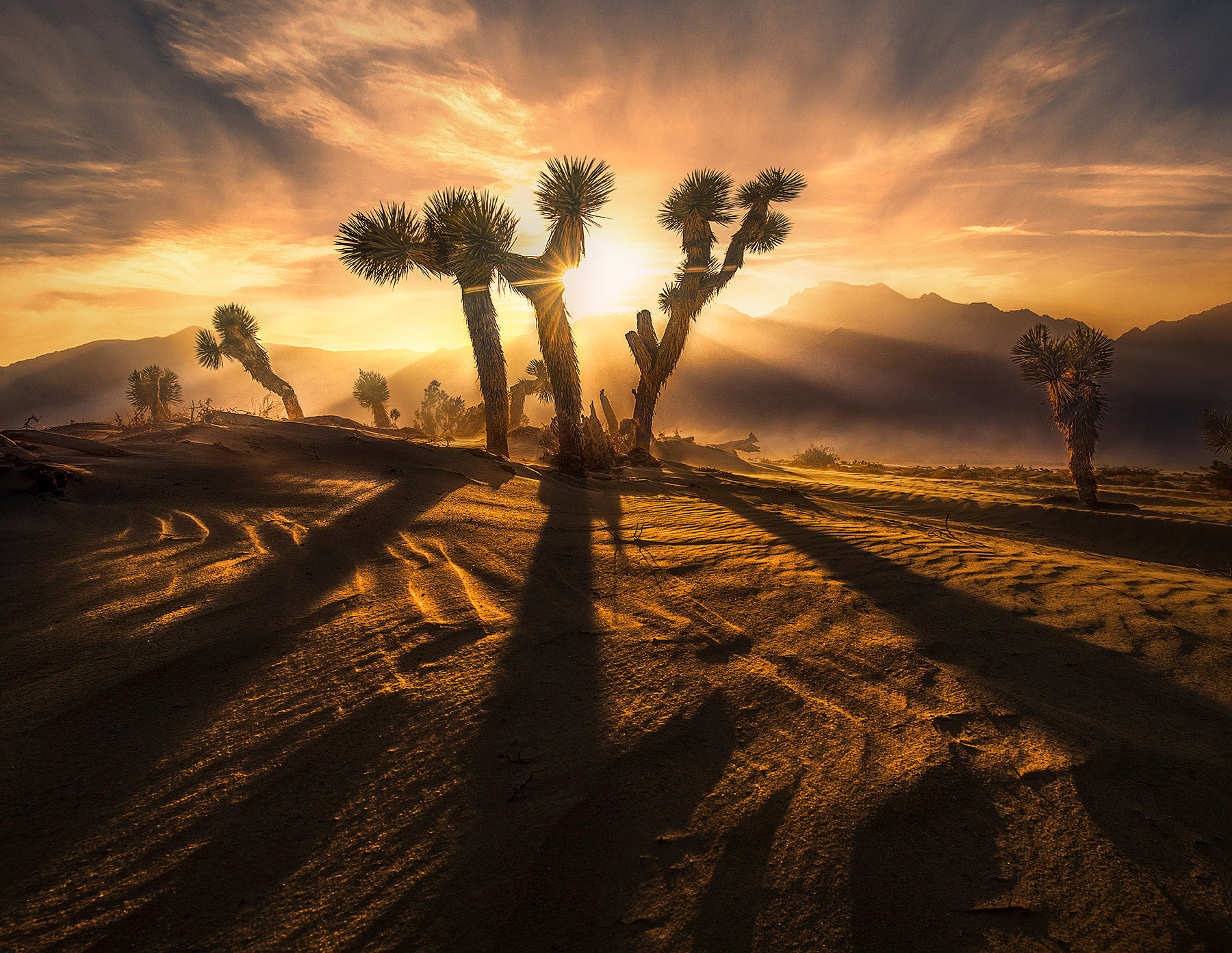 The light of sunset on the Joshua Tree Dunes during a windstorm which created some beautiful atmosphere and sun&nbsp;beams.&nbsp...